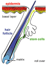 stem cells in the epidermis